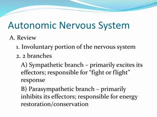 Autonomic Nervous System: Overview and Components