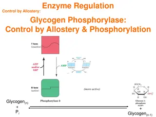 Enzyme Regulation: Control by Allostery and Phosphorylation in Glycogen Phosphorylase