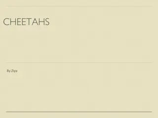 CHEETAHS