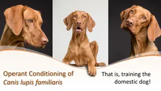 Canine Learning Theory and Training
