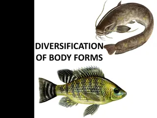 Diversification of Body Forms: Oreochromis Niloticus