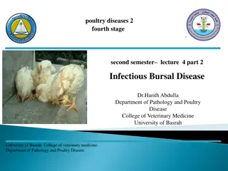 Infectious Bursal Disease