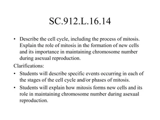 Cell Cycle and Mitosis