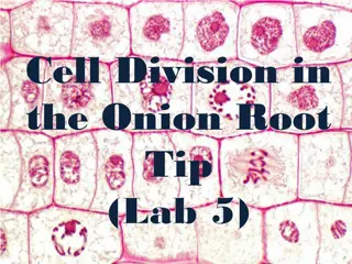 Cell Division in  the Onion Root  Tip