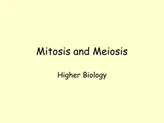 Mitosis and Meiosis