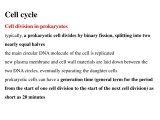 Cell cycle