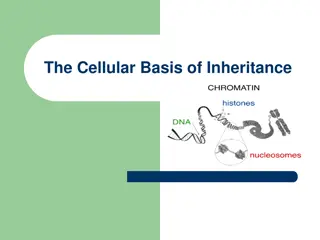 The Cellular Basis of Inheritance