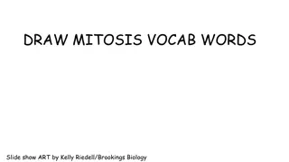 DRAW MITOSIS VOCAB WORDS