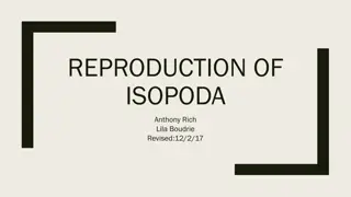 REPRODUCTION OF  ISOPODA