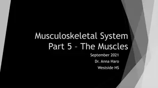 Musculoskeletal System Part 5- The Muscles