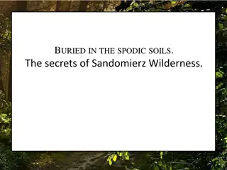 Secrets of Sandomierz Wilderness: Anemones Amidst Turmoil