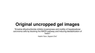 Original uncropped gel images