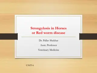 Strongylosis in Horses