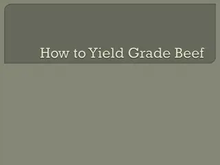 USDA Yield Grades in Beef