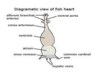 Anatomy of Heart Structures