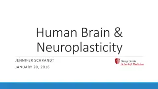 Human Brain and Neuroplasticity: Understanding Developmental Changes