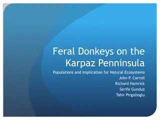Feral Donkeys on the Karpaz Peninsula: Populations and Implications