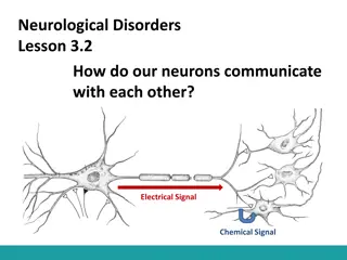 Neurological Communication: Neurons and Signals