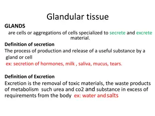 Glandular Tissue and Glands Classification