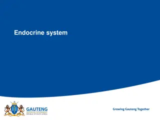 Endocrine system