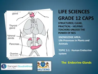Unveiling the Human Endocrine System