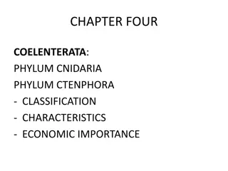 Characteristics and Classification of Coelenterata: Phylum Cnidaria & Phylum Ctenophora