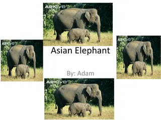 Asian Elephant - Habitat, Characteristics, and Conservation Efforts