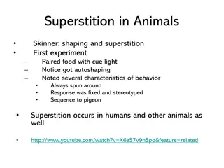 Superstition in Animals