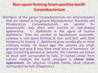 Non-spore forming Gram-positive bacilli Corynebacterium