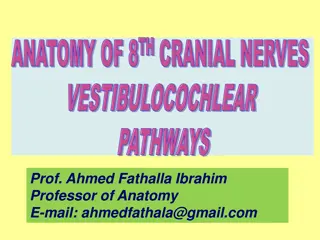 Anatomy of 8th Cranial Nerves – Auditory Pathway Overview