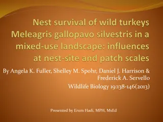 Nesting Site Characteristics Impacting Wild Turkey Population