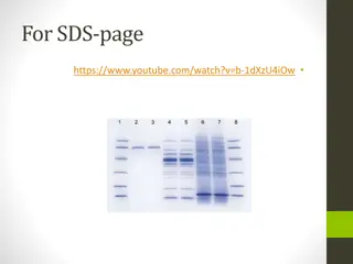 Western Blot Technique