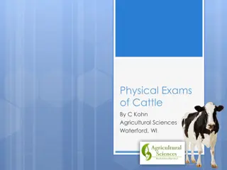 Essential Steps for Cattle Physical Exams