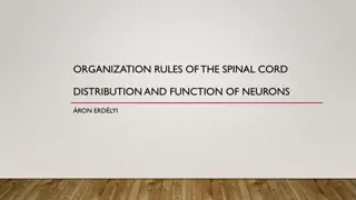 Distribution and Function of Neurons in the Spinal Cord