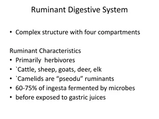 Ruminant Digestive System