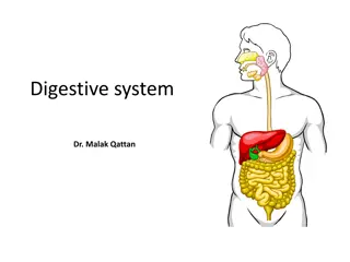 Digestive system