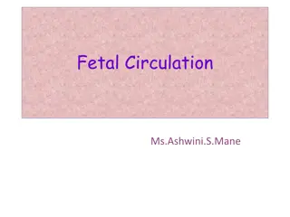Fetal Circulation