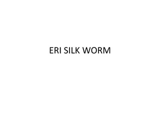ERI SILK WORM