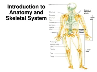 Introduction to Anatomy and Skeletal System Overview