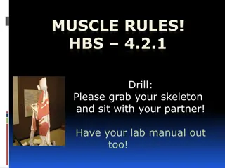 Engage with Your Partner and Skeleton for Muscle Anatomy Drill