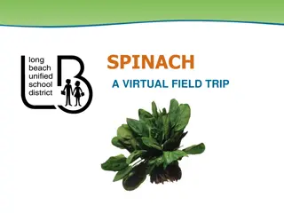 SPINACH