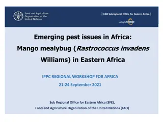 Emerging Pest Issues in Eastern Africa: Mango Mealybug Impact