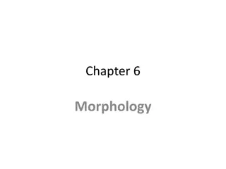 Morphology in Language Study