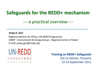 Safeguards for the REDD+ mechanism