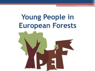 Polish Forests: Nature's Beauty and Wildlife Sanctuary
