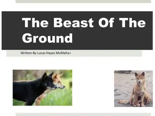 Learn About the Fascinating Dingo in the Wild Habitat