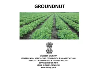 Groundnut Cultivation Overview in India