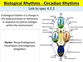 Biological Rhythms - Circadian Rhythms