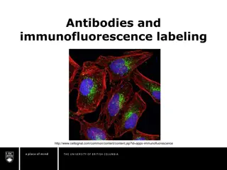 Antibodies: Structure, Production, and Labeling Techniques