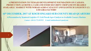 Cassava Production and Market Opportunities in Northern Uganda